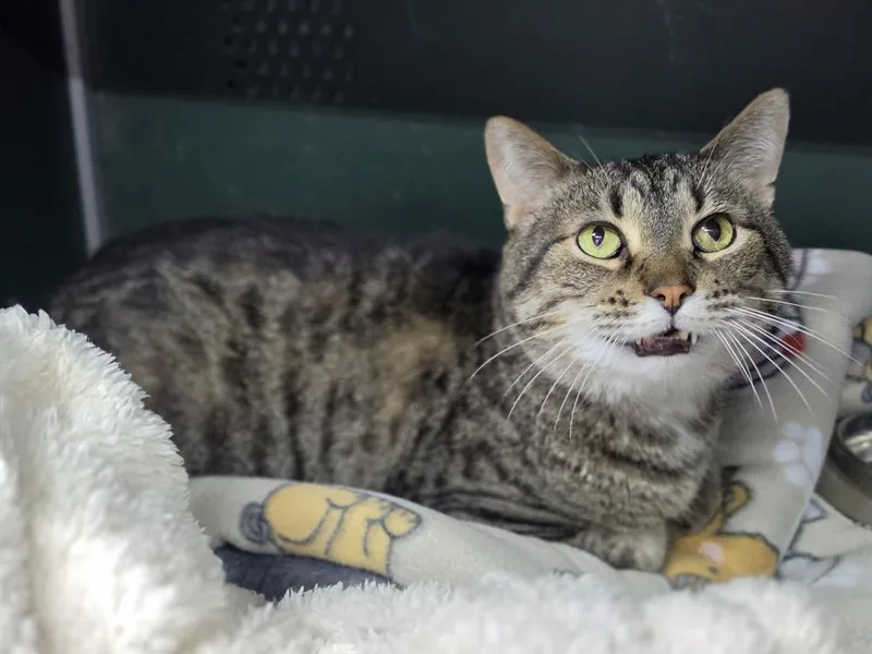 An adult small-sized male Brown / Chocolate Domestic Short Hair cat named Archer for adoption in Mishawaka, IN