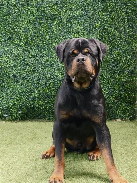 A young large-sized male Rottweiler dog named Goober for adoption in Naples, FL
