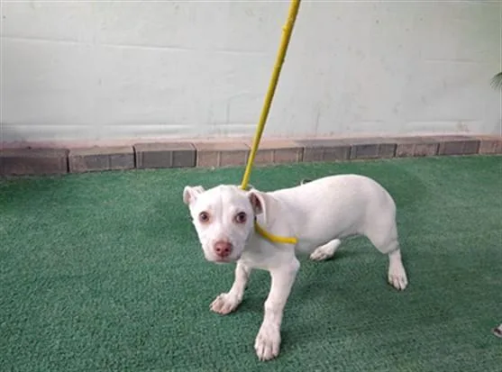 A baby small-sized female Chihuahua dog named Melphy for adoption in Baldwin Park, CA