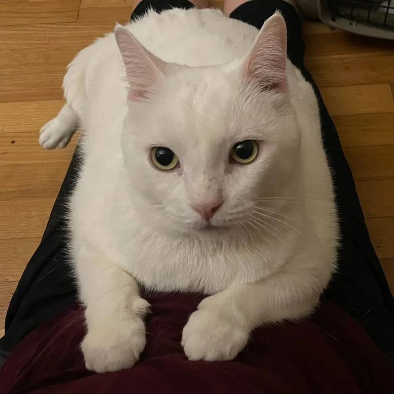 Abominable Snowman