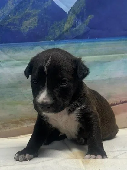 A baby small-sized female Terrier dog named Aubrey for adoption in San Antonio, TX