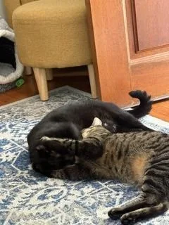 An adult medium-sized female Domestic Short Hair cat named Breakfast Quiche for adoption in Sterling, VA