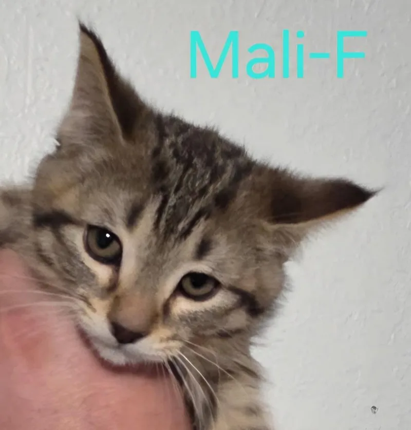 Mali thumbnail 3