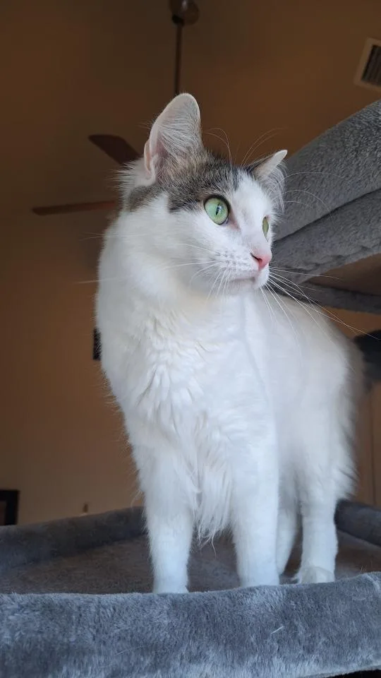 Bon Jovi thumbnail 2