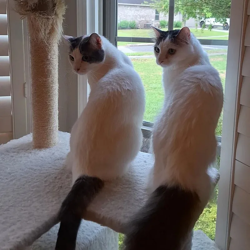 Bon Jovi thumbnail 3