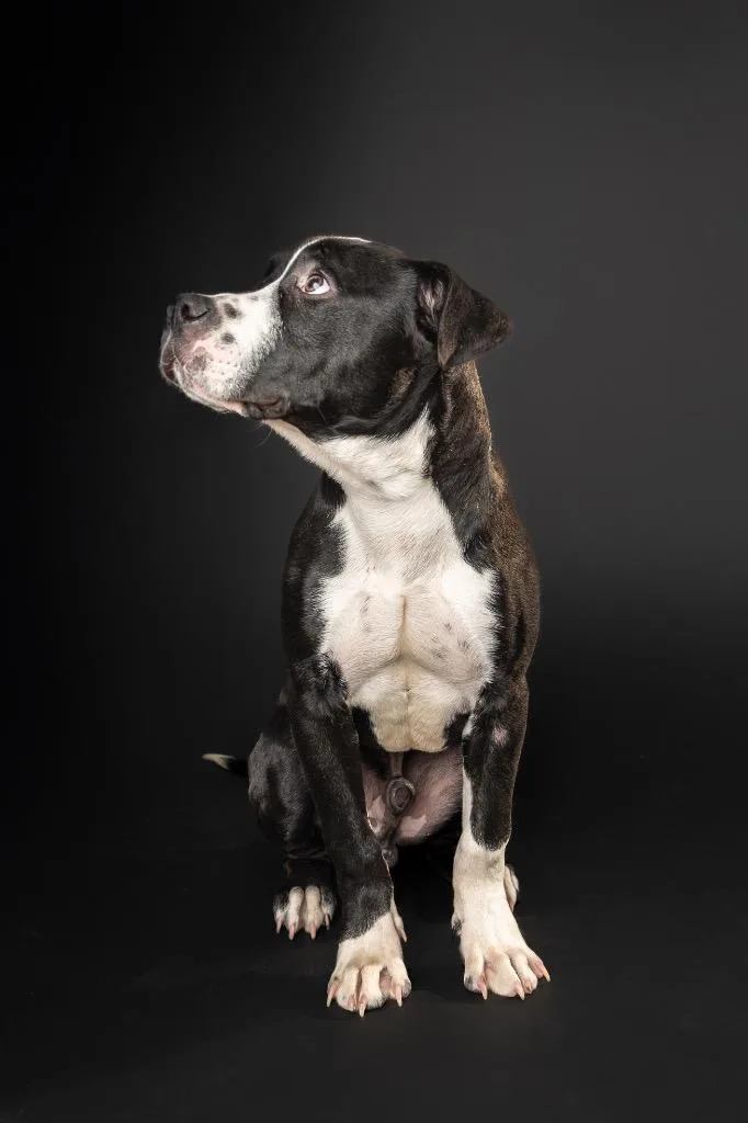A young large-sized male Labrador Retriever dog named Zorro for adoption in Princeton, MA