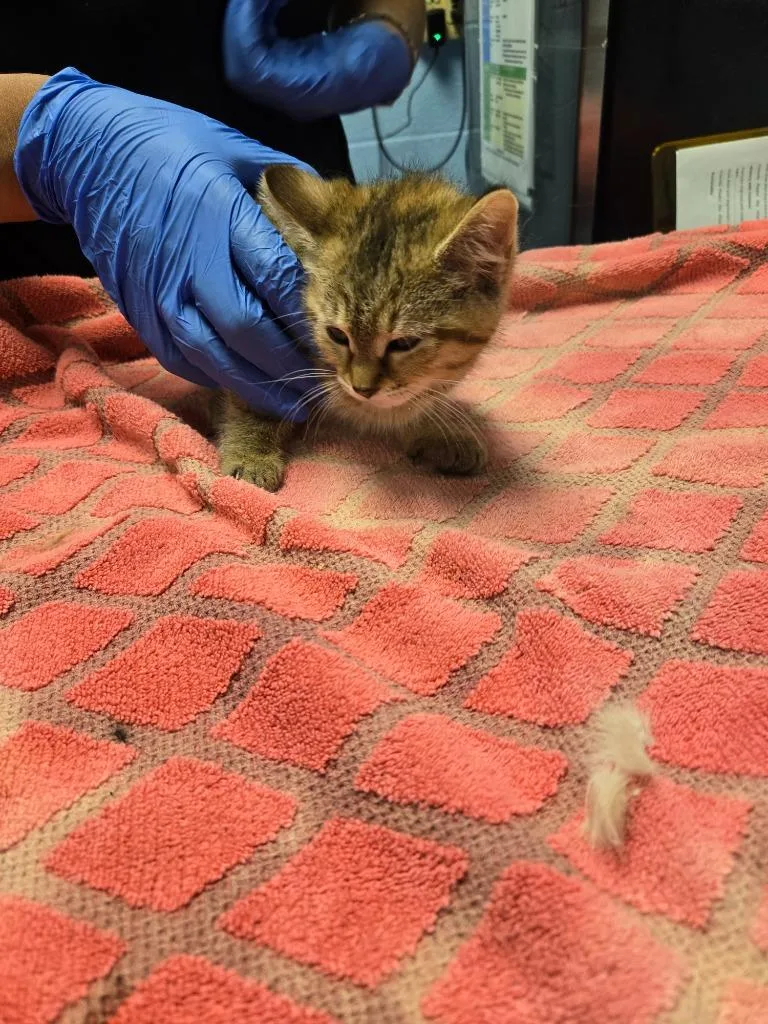 A baby large-sized female Domestic Short Hair cat named Whiskers for adoption in Detroit, MI