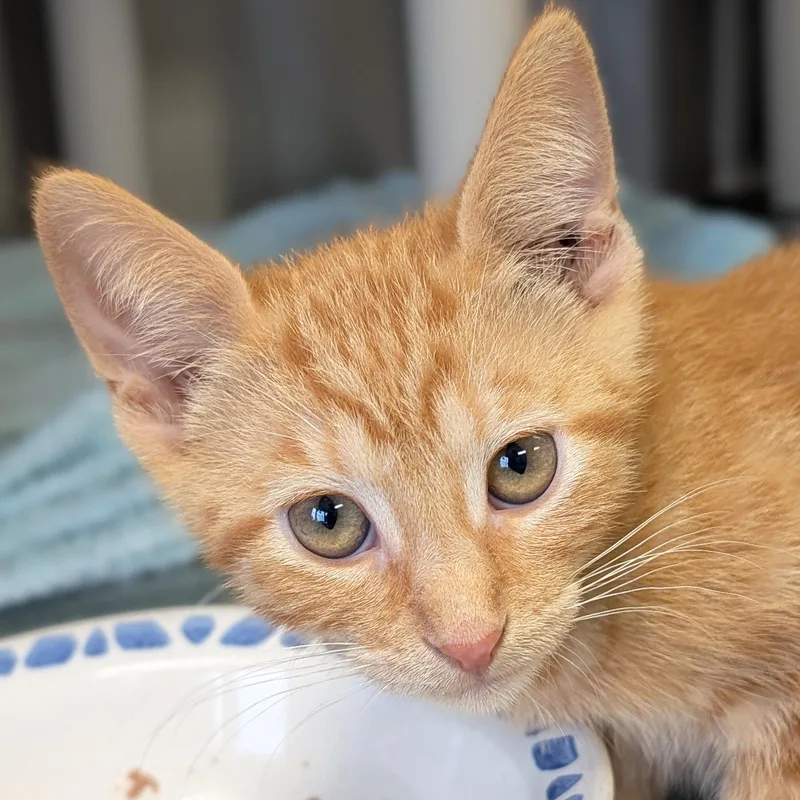 A baby medium-sized female Tabby (Orange / Red) Domestic Short Hair cat named Second Base for adoption in Jefferson, WI