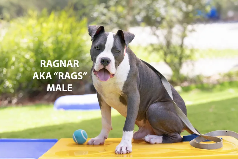 Ragnar thumbnail 2