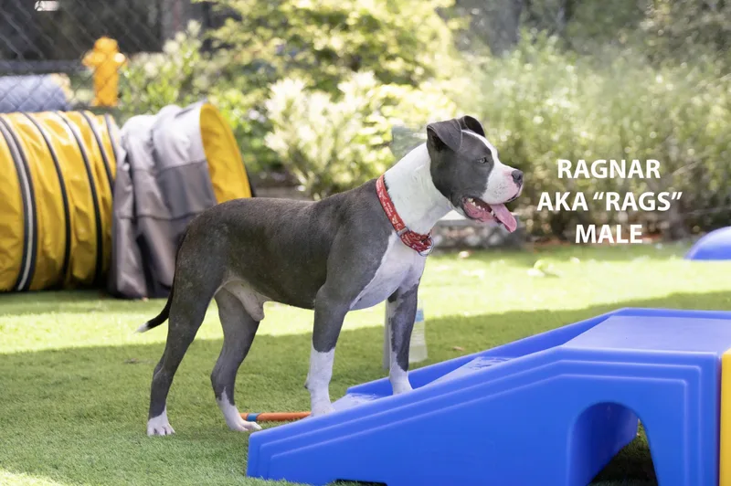 Ragnar thumbnail 3