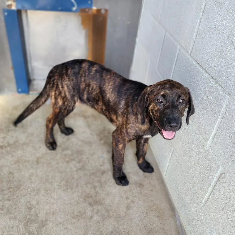A young large-sized male Brindle Labrador Retriever dog named Butch for adoption in Denison, TX