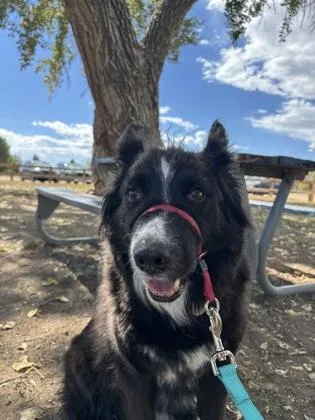 An adult medium-sized male Mixed Breed dog named Max for adoption in Longmont, CO