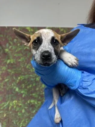 A young small-sized female Terrier dog named Pearl for adoption in San Antonio, TX