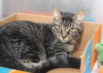 An adult small-sized male Domestic Short Hair cat named Tuna for adoption in Largo, FL