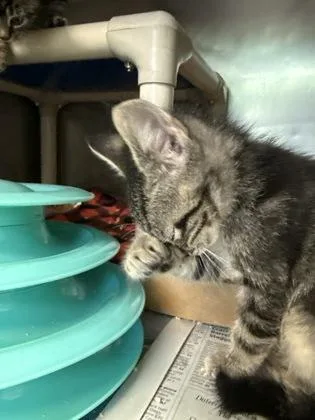 A baby small-sized male Domestic Short Hair cat named Columbia for adoption in Madison, NJ