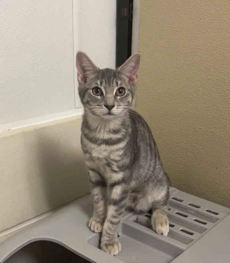 A baby medium-sized female Tabby (Gray / Blue / Silver) Domestic Short Hair cat named Saber Saw for adoption in Montville, NJ