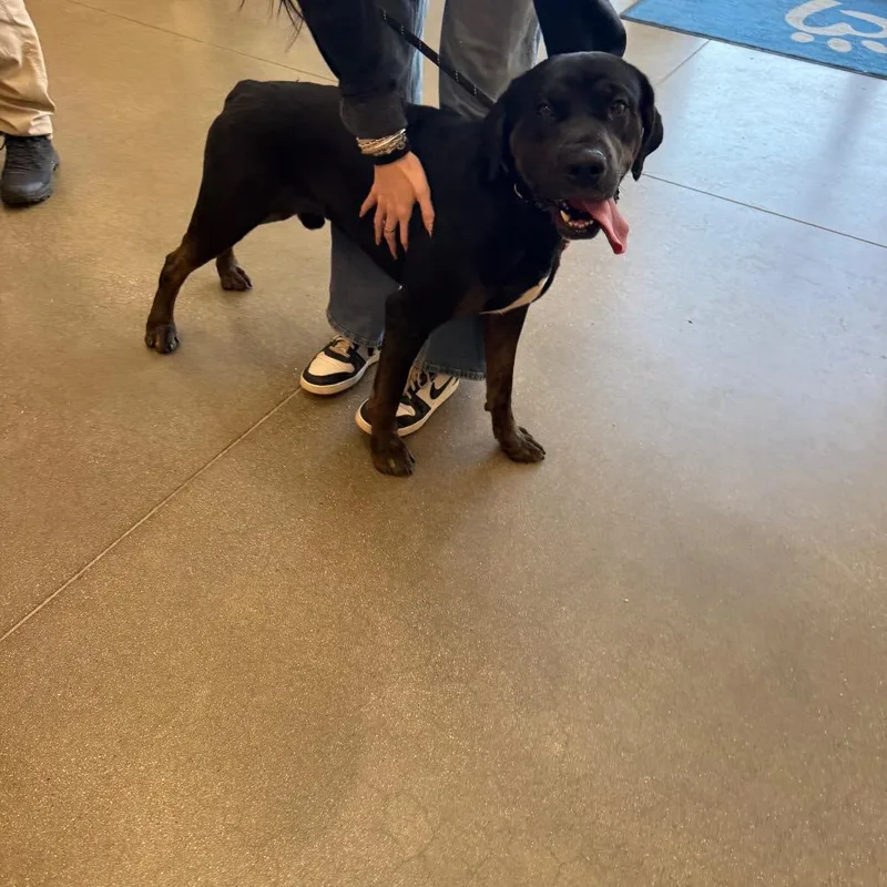 An adult large-sized male Rottweiler dog named YORKStray for adoption in York, PA