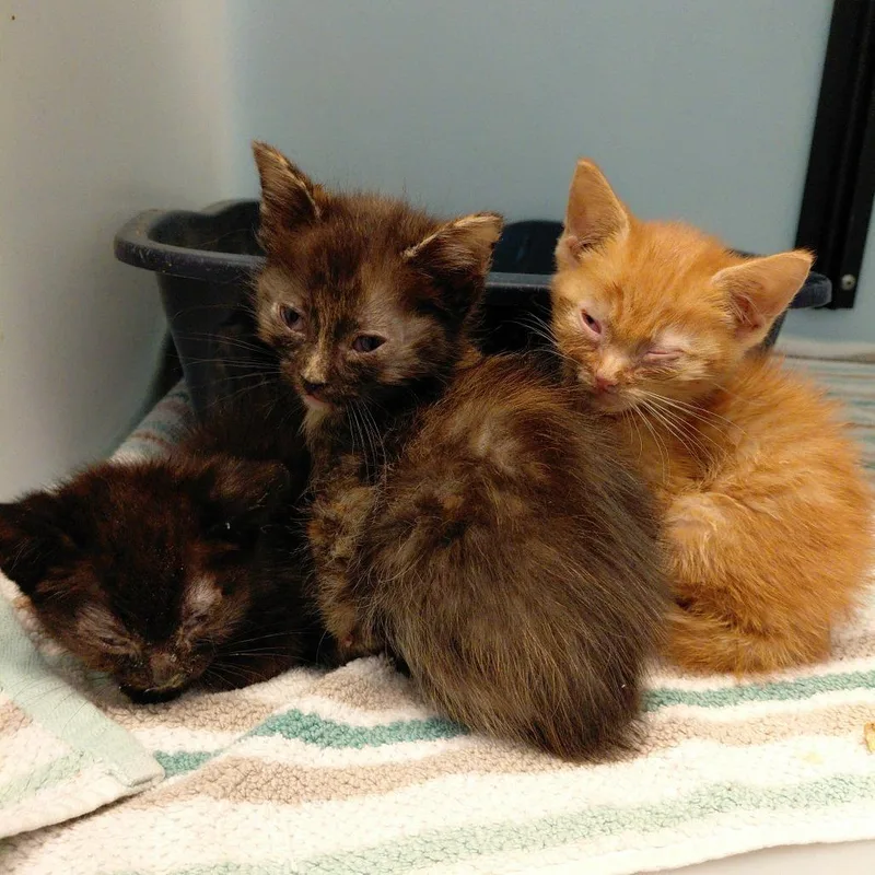 A baby small-sized male Orange / Red Domestic Short Hair cat named Eugene for adoption in Harrisonburg, VA
