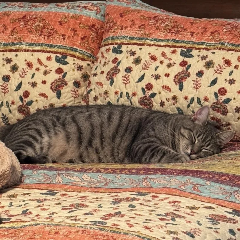 An adult medium-sized female Brown / Chocolate Domestic Short Hair cat named Tiger Lilly for adoption in Jupiter, FL