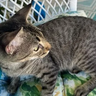Tiger Lilly thumbnail 2
