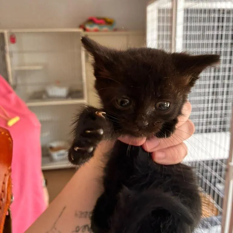 A baby small-sized female Domestic Short Hair cat named Toothless for adoption in Gadsden, AL