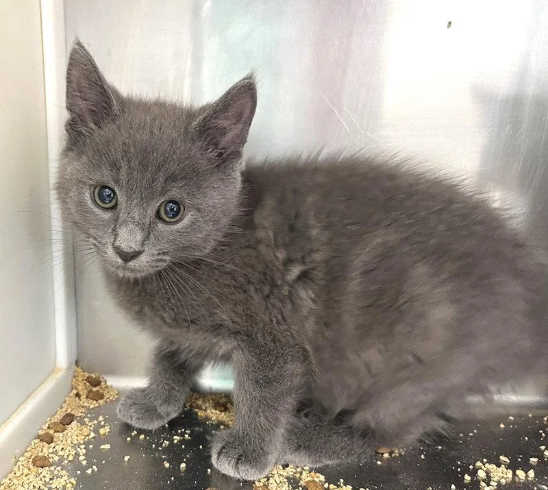 A baby medium-sized male Gray / Blue / Silver Domestic Short Hair cat named Baltic for adoption in Carrollton, GA
