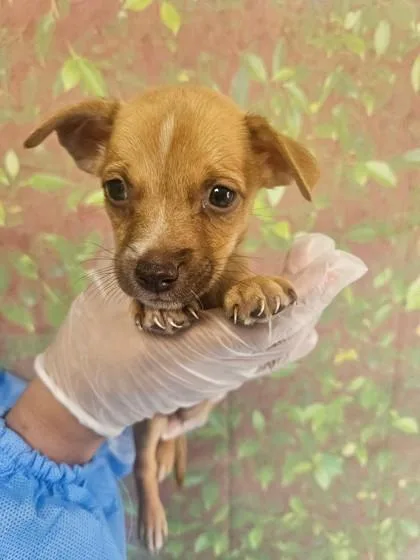 A young small-sized male Chihuahua dog named Petite for adoption in San Antonio, TX