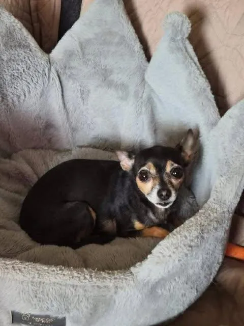 An adult small-sized female Chihuahua dog named Raven for adoption in Newport, KY