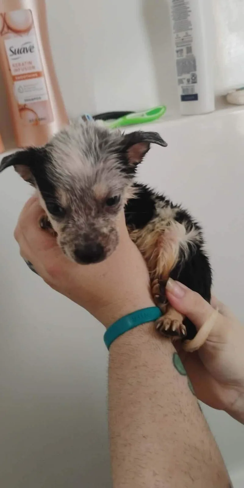 A baby small-sized male Australian Cattle Dog / Blue Heeler dog named Forest for adoption in Bradenton, FL