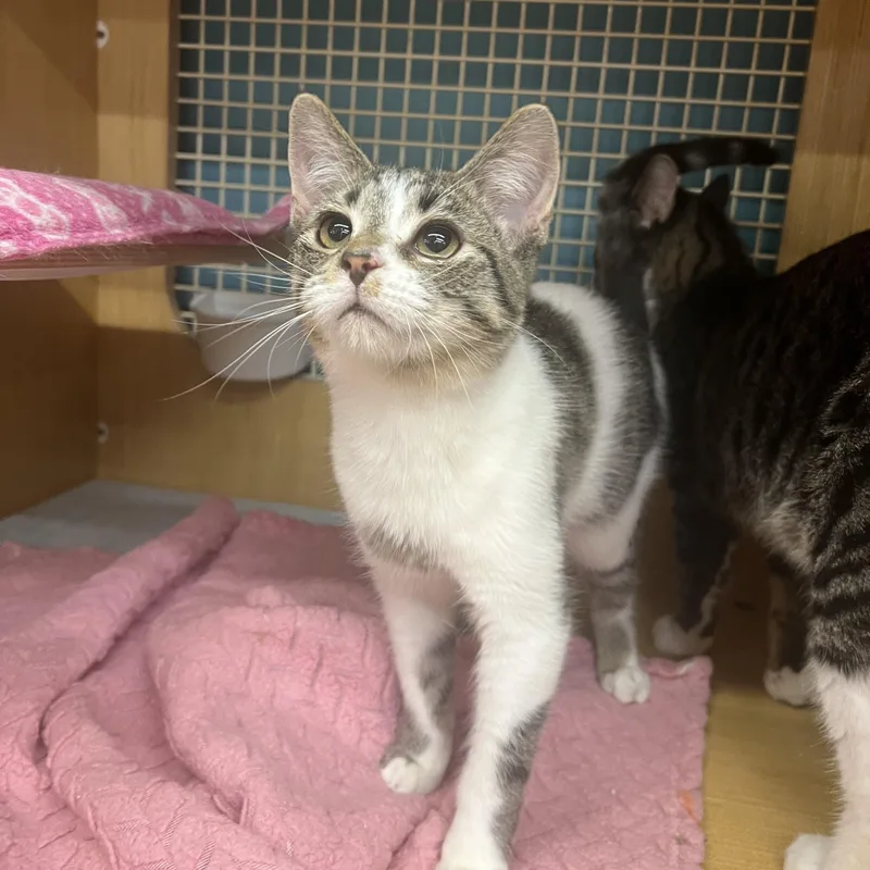 A young small-sized female Tabby (Brown / Chocolate) Domestic Short Hair cat named Mickey & Rhythm for adoption in Manhattan, KS