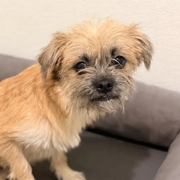 A baby small-sized female Pug dog named Pixie for adoption in Mansfield, TX