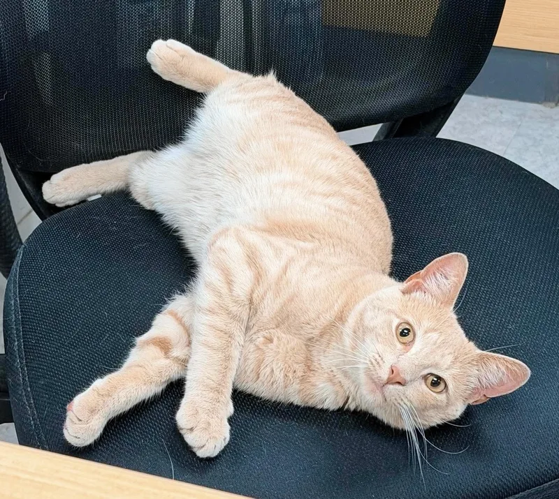 A young medium-sized male Buff / Tan / Fawn Tabby cat named Couch Potato for adoption in Philadelphia, PA