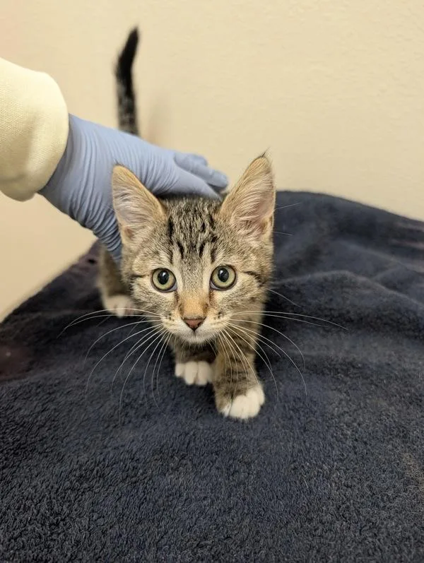 A baby small-sized female Domestic Short Hair cat named Noodle Mcdoodle for adoption in Sherwood, OR