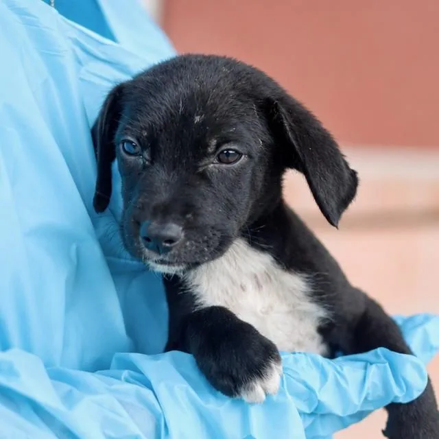 A baby small-sized female Labrador Retriever dog named Hope for adoption in San Antonio, TX