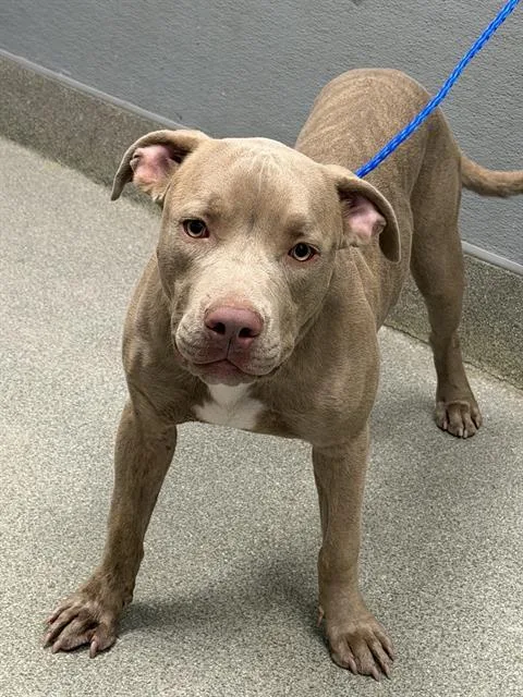 A young large-sized male Pit Bull Terrier dog named Radish for adoption in Las Vegas, NV