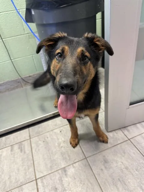 A young large-sized male German Shepherd Dog dog named Dingus for adoption in Grand Prairie, TX