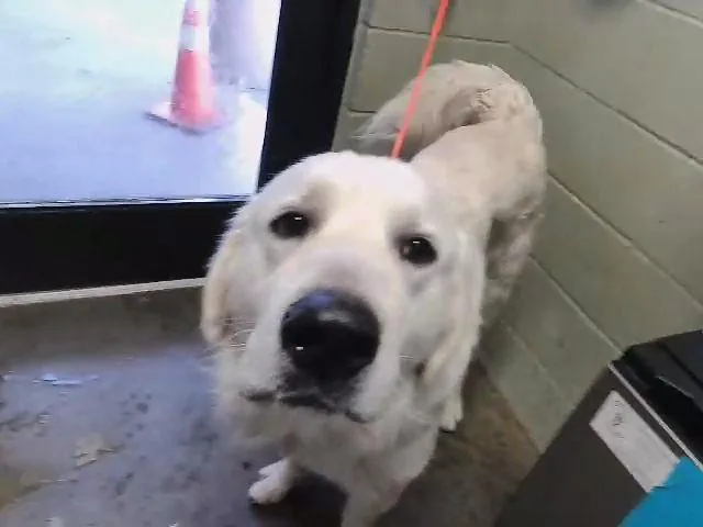 A young extra large-sized male Great Pyrenees dog named Peter for adoption in Tulsa, OK
