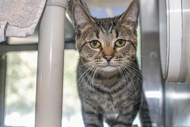 An adult medium-sized male Domestic Medium Hair cat named Bimby for adoption in Charlotte, NC