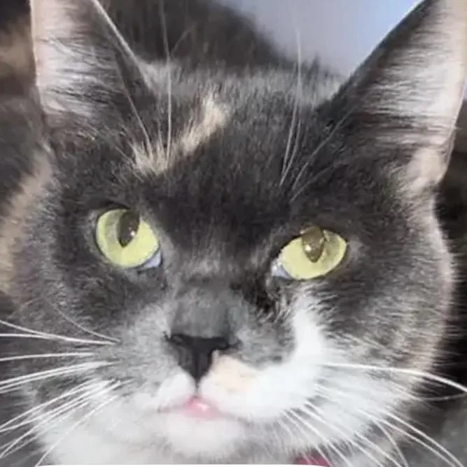A senior medium-sized female Calico Domestic Short Hair cat named Maui for adoption in Carmel, IN