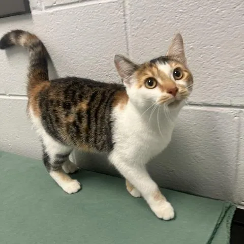 A baby small-sized female White Domestic Short Hair cat named Beemer for adoption in Dayton, OH