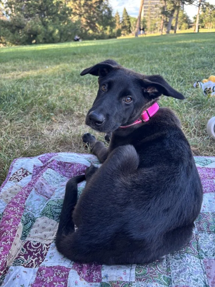 A baby medium-sized female Shepherd dog named Haru for adoption in Commerce City, CO