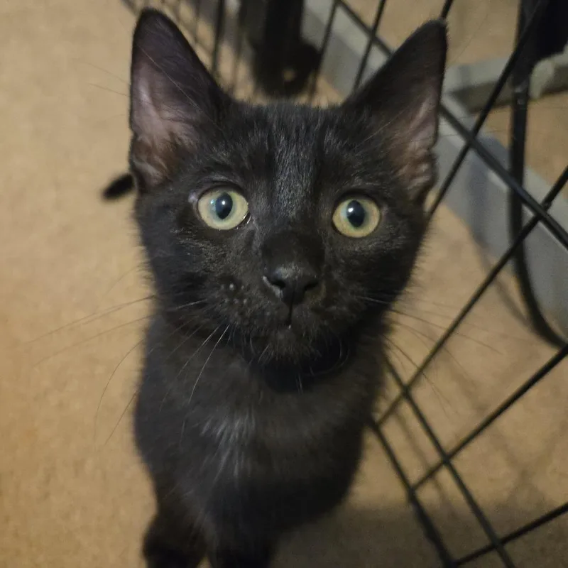 Simone