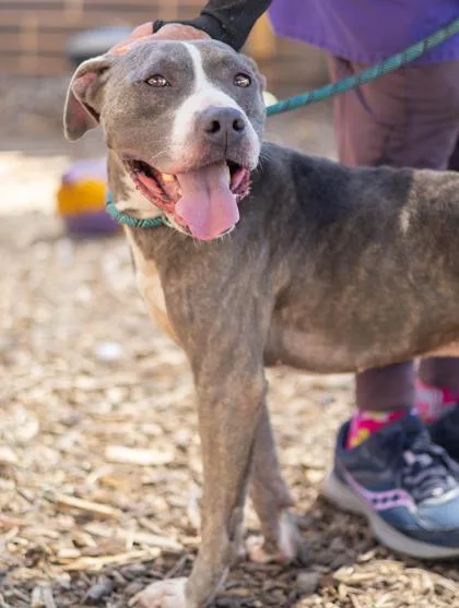 An adult large-sized male Mixed Breed dog named Ball Park for adoption in Chamblee, GA