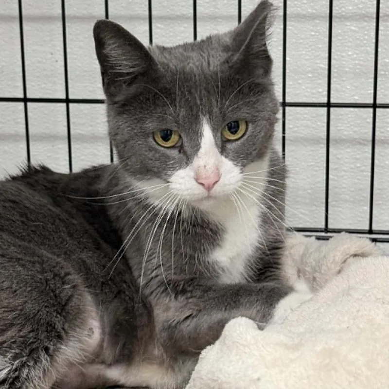 An adult small-sized female Gray / Blue / Silver Domestic Short Hair cat named Helena for adoption in Wichita, KS
