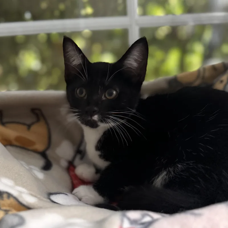 A baby small-sized male Black & White / Tuxedo Domestic Short Hair cat named Diamond for adoption in East Greenwich, RI