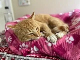 An adult medium-sized male Tabby (Orange / Red) Domestic Short Hair cat named Benny for adoption in Duxbury, MA