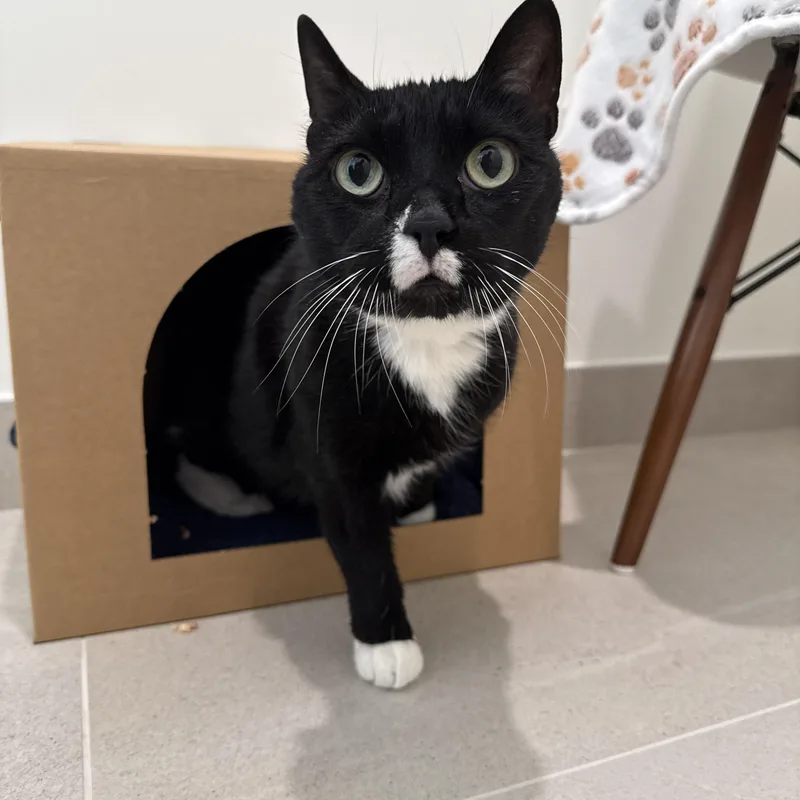 An adult medium-sized male Black & White / Tuxedo Domestic Short Hair cat named Fernando for adoption in Evanston, IL