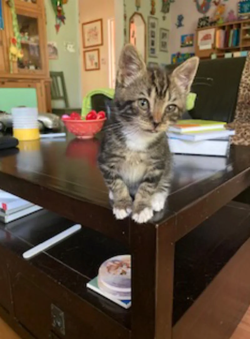 A baby medium-sized female Tabby (Gray / Blue / Silver) Domestic Short Hair cat named Lily for adoption in Redondo Beach, CA