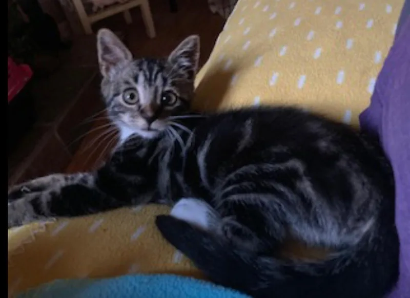 Lily thumbnail 2