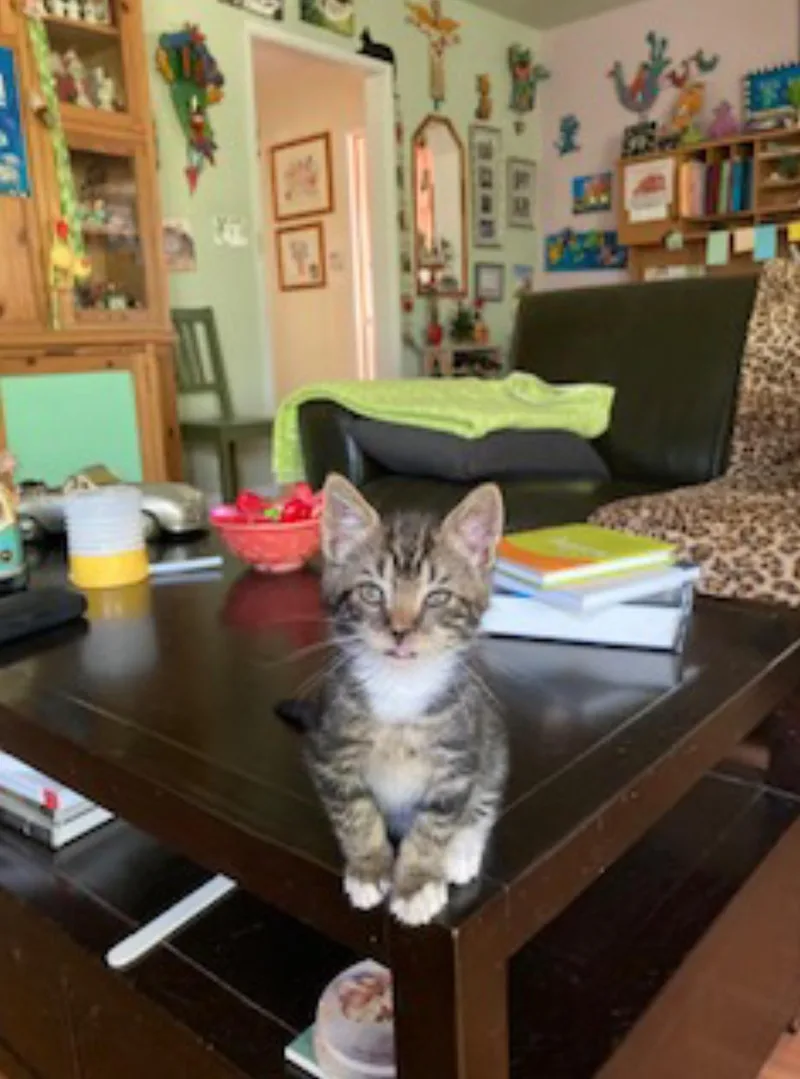 Lily thumbnail 3